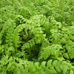 Polystichum aculeatum - POLYSTIC À AIGUILLONS, ASPIDIE À SOIES RAIDES