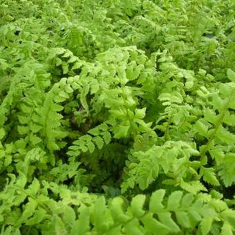 Polystichum aculeatum