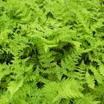 Polystichum braunii - 