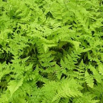 Polystichum braunii