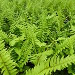 Polystichum munitum - Polystichum munitum