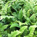 Polystichum setiferum 'Congestum' - 