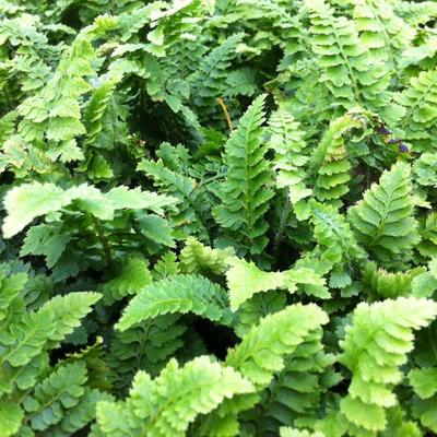 Polystichum setiferum 'Congestum'