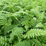 Polystichum setiferum 'Dahlem' - 