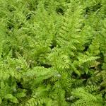 Polystichum setiferum 'Herrenhausen' - 