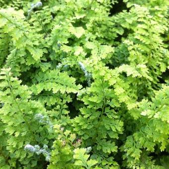 Polystichum setiferum 'Plumoso-densum'