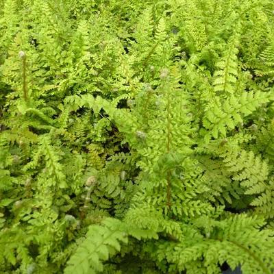 Polystichum setiferum 'Proliferum' - 