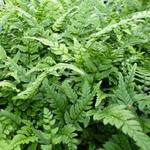 Polystichum tsussimense  - 