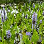 Pontederia cordata - Pontédérie à feuilles en cœur