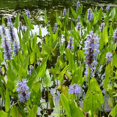 Pontederia cordata - Pontédérie à feuilles en cœur