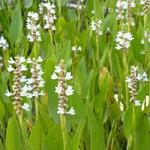 Pontederia cordata 'White Pike' - 