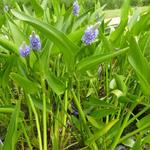 Pontederia lanceolata - 