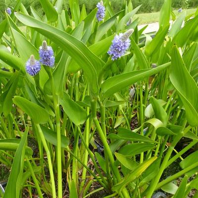 Pontederia lanceolata - Pontederia lanceolata