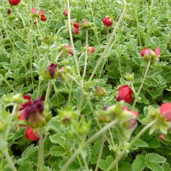 Potentilla atrosanguinea