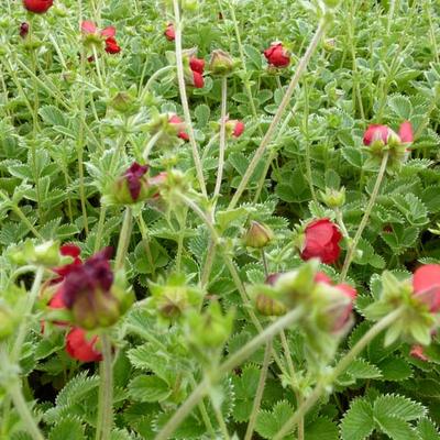 POTENTILLE ROUGE - Potentilla atrosanguinea