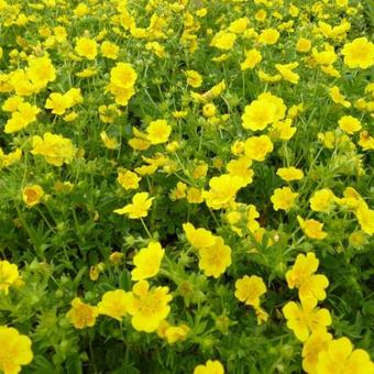 Potentilla aurea