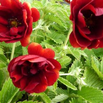 Potentilla 'Arc-en-ciel'