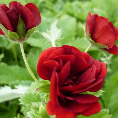 Potentilla 'Flamboyant'