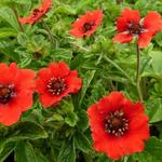 Potentilla nepalensis 'Gibson's Scarlet' - 