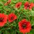 Potentilla nepalensis 'Gibson's Scarlet'