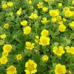 Potentilla megalantha - 