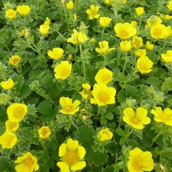 Potentilla megalantha