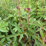 Potentilla palustris - Sumpf-Blutauge