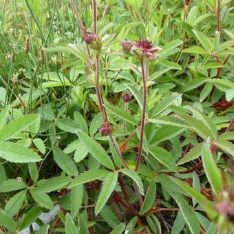 Potentilla palustris