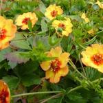 Potentilla x tonguei - 