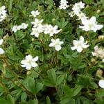 Potentilla tridentata 'Minima' - 