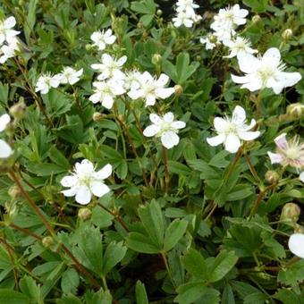 Potentilla tridentata 'Minima'