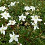 Potentilla tridentata 'Nuuk' - Potentilla tridentata 'Nuuk'