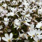 Pratia angulata - 