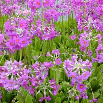 Primula beesiana