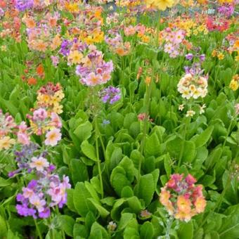 Primula x bulleesiana