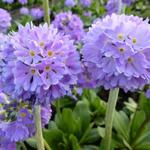 Primula denticulata var. cachemiriana - 