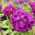 Primula denticulata 'Rubin'