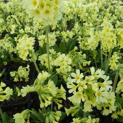 Primula elatior - Hohe Schlüsselblume - Primula elatior