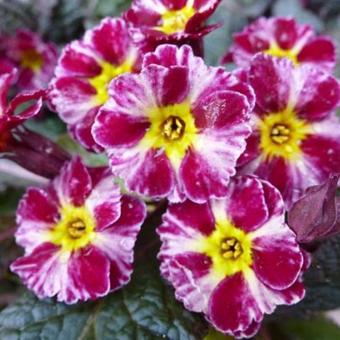 Primula 'Dark Rosaleen'