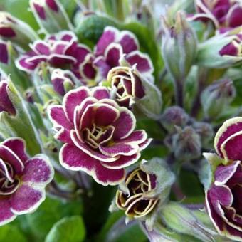 Primula 'Elizabeth Killelay'