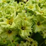 Primula 'Francisca' - 