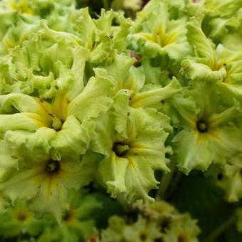 Primula 'Francisca'