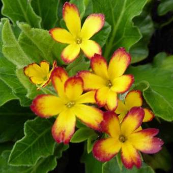 Primula 'Oak Leaf Yellow Picotee'