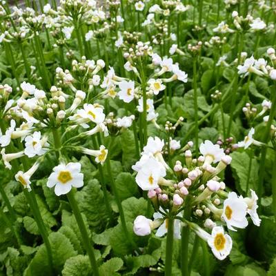 Primula japonica 'Alba' - Primula japonica 'Alba'