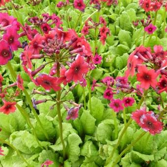 Primula japonica 'Miller's Crimson'