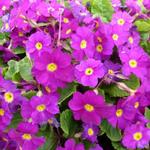 Primula 'Wanda' - 