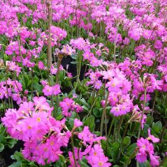 Primula rosea 'Grandiflora'