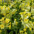 Primula veris