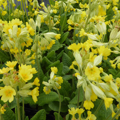 Primula veris - Primevère officinale