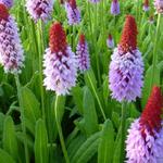 Primula vialii - PRIMEVÈRE  DU PÈRE VIAL, PRIMEVÈRE ORCHIDÉE - Primula vialii